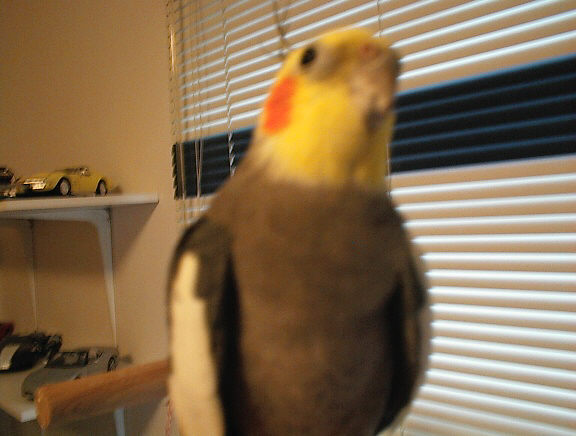 Click For more pics of Ringo