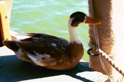 Ducky on the docks