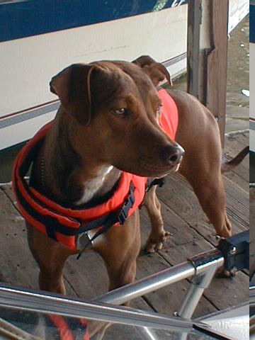 My Dog on ther docks.
