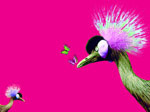The Crested Crane: the national&nbsp; emblem