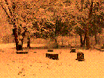 Bachelor's Grove