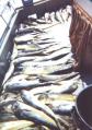 Tons of Dorado