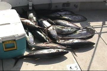 tuna5.jpg - 17671 Bytes