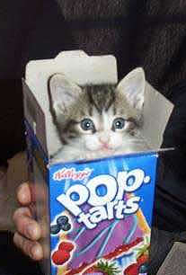 What a cute kitten!