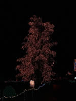 Big tree with lights