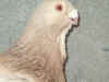 Chulapo_cabeza.jpg (225940 bytes)