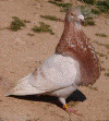 wpe1B.gif (102888 bytes)