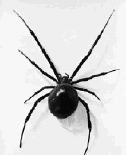 Ara�a