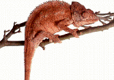 Camaleon
