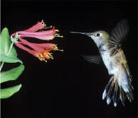 Colibri
