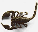 Escorpion