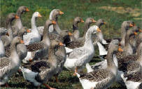 Granja de gansos