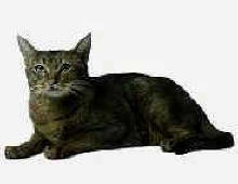 Gato