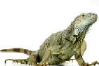 Iguana