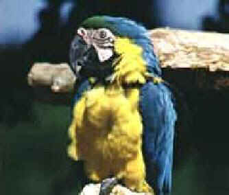 Loro