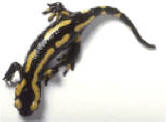 salamandra