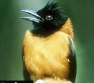 Turpial: ave representativa de Venezuela