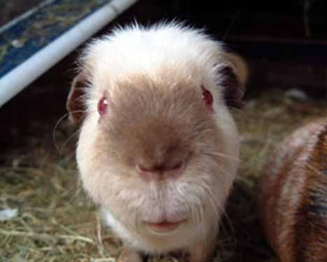 cobaya_precioso.jpg