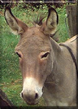 e-donkey2000.jpg