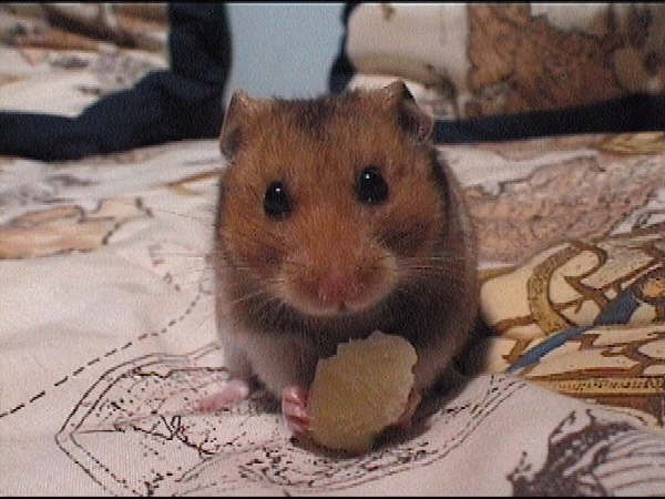 fulling_comiendo.jpg