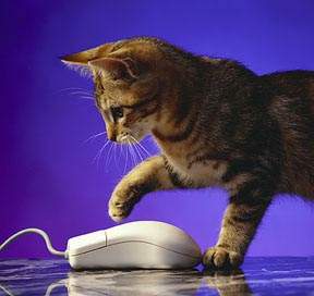 gatito_informatico1.jpg