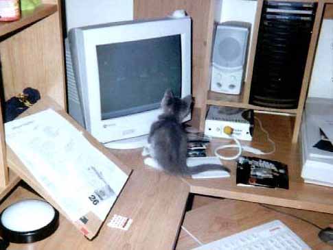 gatito_informatico2.jpg