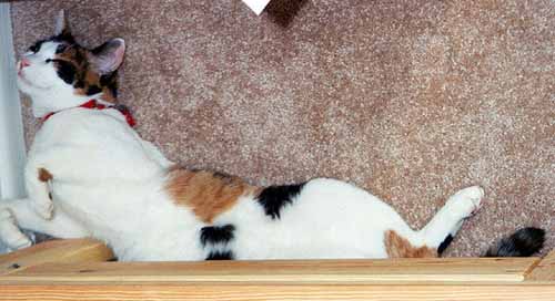 gato_a_la_bartola.jpg