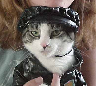 gato_macarra.jpg