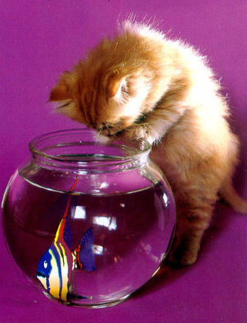 gato_pescador.jpg