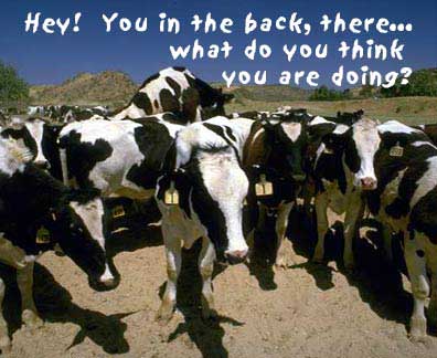 la_vaca_de_atras.jpg