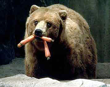 oso_zanahorias.jpg