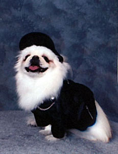 perro_hortera.jpg