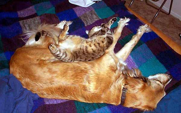 siesta_felina.jpg