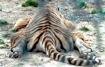 tigre_sobado.jpg