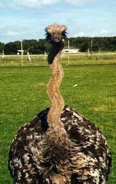 zig-zag_avestrruz.jpg