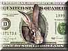 bunny_dollar