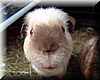 cobaya_precioso