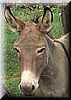 e-donkey2000