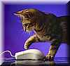 gatito_informatico1