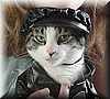 gato_macarra