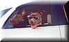 pitbull_limusina