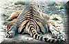 tigre_sobado