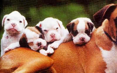 4Cachorros.jpg