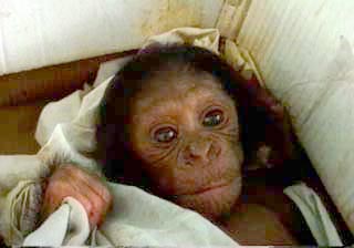 chimp_baby.jpg
