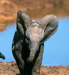 elefante_bebe.jpg