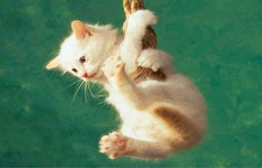 gato_cuerda.jpg
