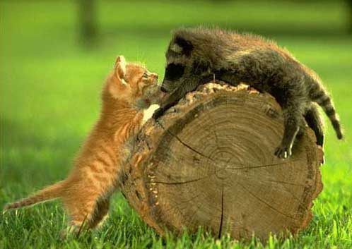 gato_mapache.jpg