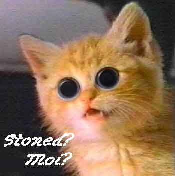 gato_ojos_saltones.jpg