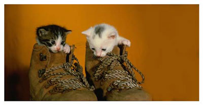 gatos_botas.jpg