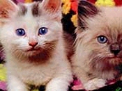 gatos_ojillos.jpg